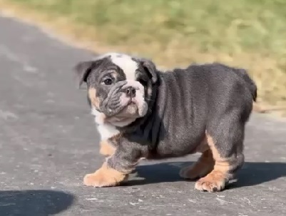 English Bulldog puppy price in india