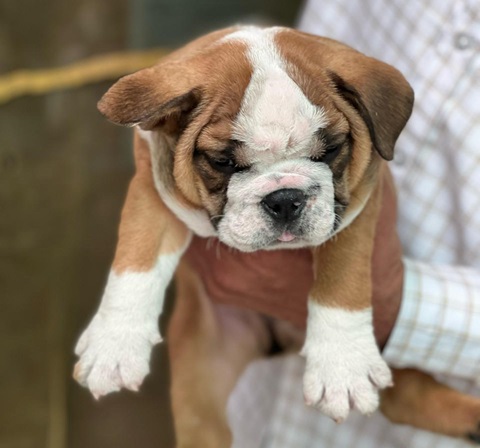 English Bulldog Price in india