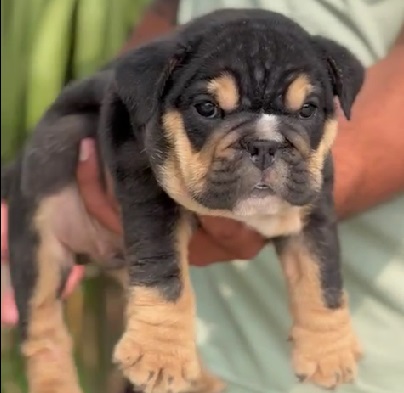 english bulldog price in kolkata