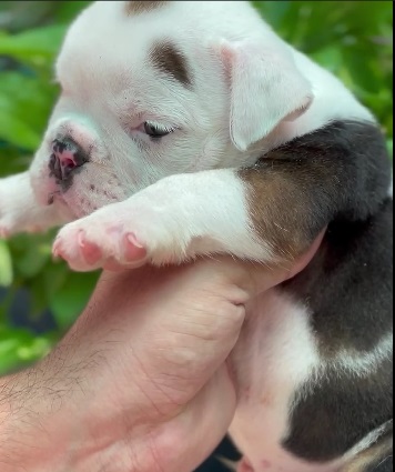 english bulldog puppy price in kolkata