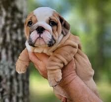 english bulldog dog price in kolkata