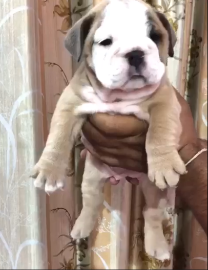 English Bulldog male puppy price in India