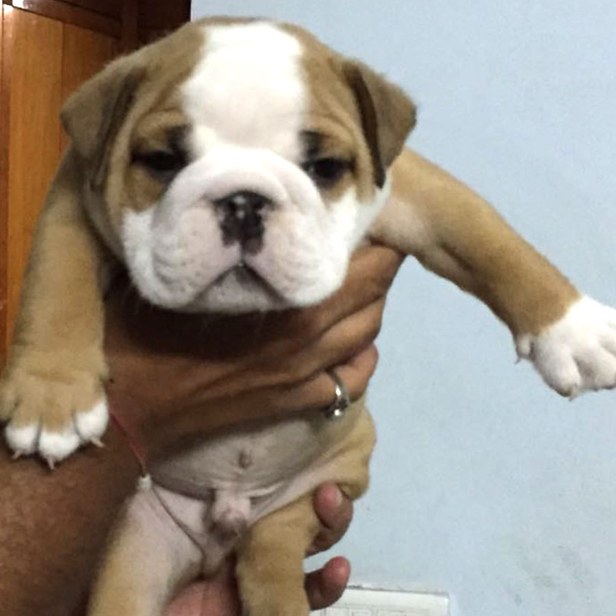 English Bulldog puppy price in India