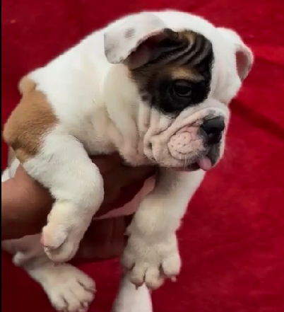 English Bulldog online pet shop in India