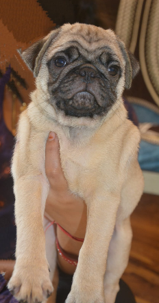 english bulldog minimum cost in pune