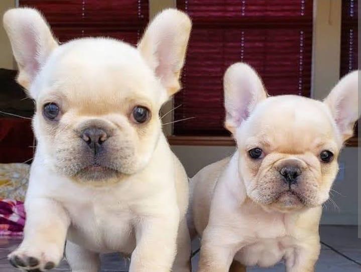 french bulldog puppy price in india