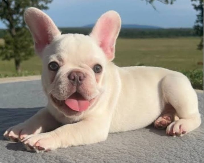 white french bulldog puppy for sale in india