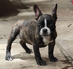 black french bulldog price in india