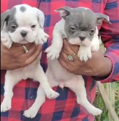 french bulldog breeder in india