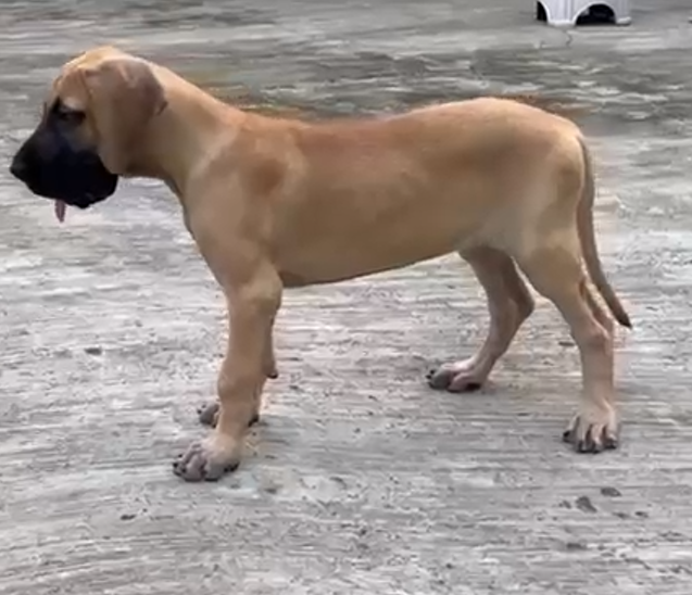 Great Dane dog for sale in India