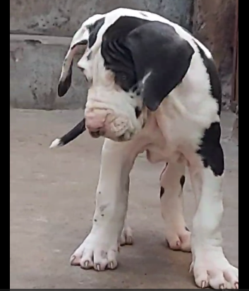 Great Dane female puppy price in India