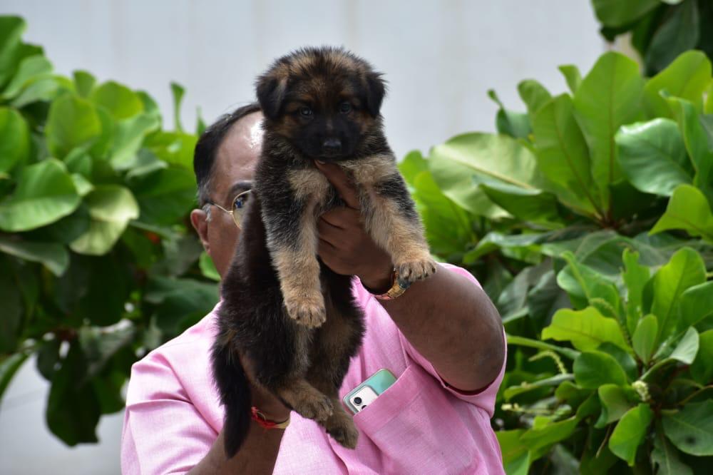 german shepherd female price in Mapusa-Goa