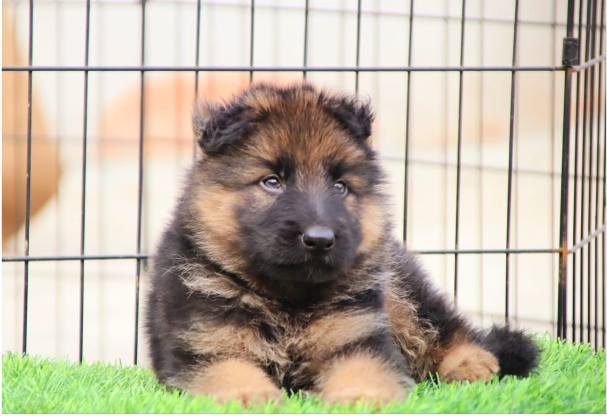 German Shepherd dog for sale in Ranjangaon - pune