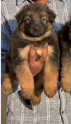 German Shepherd-7M