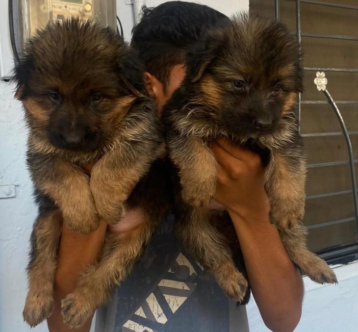 German Shepherd price in Ahmedabad