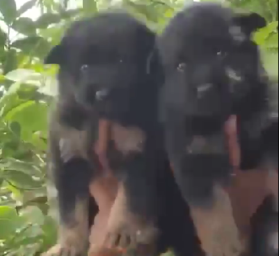 German Shepherd male puppy price in Ahmedabad