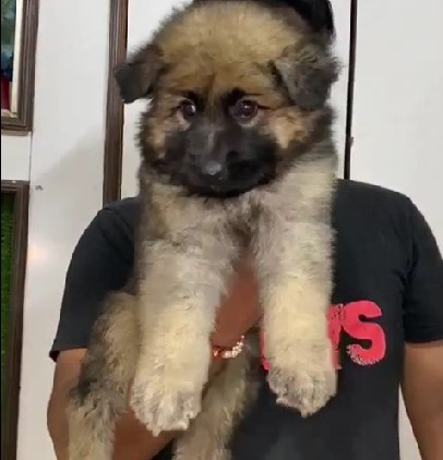 German Shepherd pet store in Ahmedabad