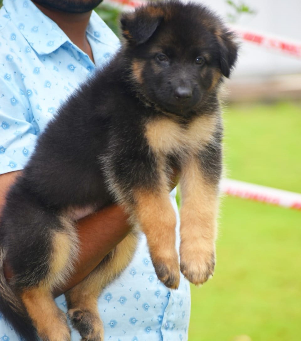 German Shepherd price in Bangalore