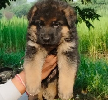 German Shepherd dog for sale in Bangalore