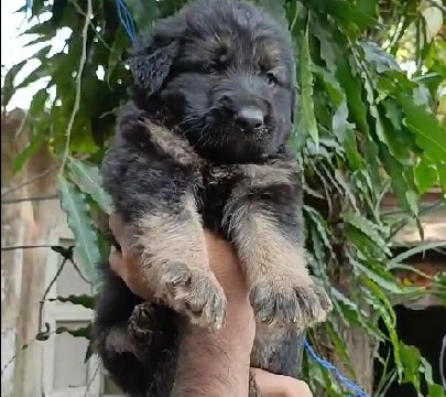 German Shepherd online purchase in Bangalore