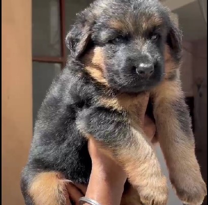 German Shepherd dog breeders in Bangalore