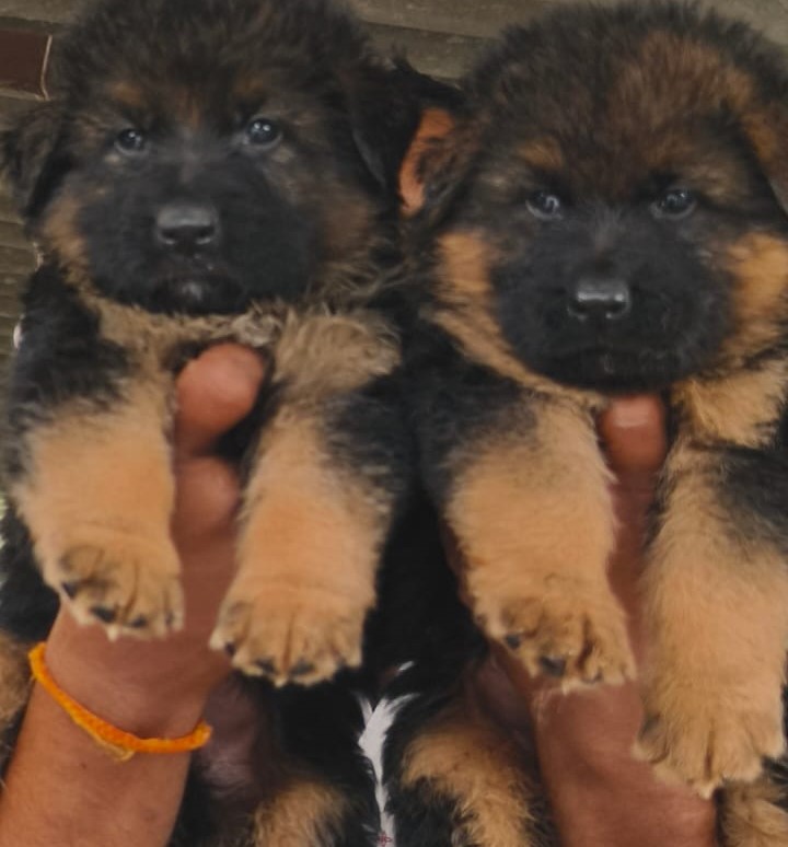 German Shepherd price in Bangalore