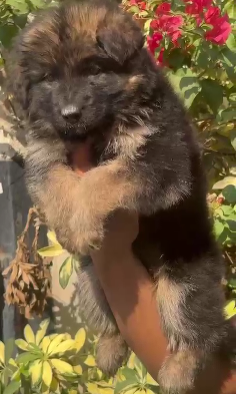 German Shepherd dog price in Bangalore