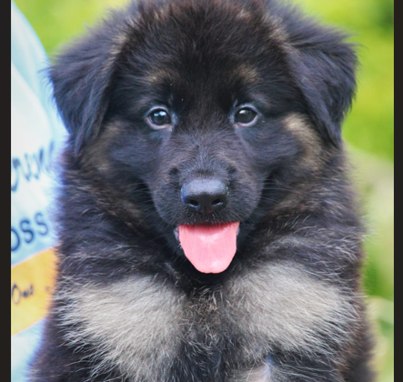 German Shepherd For Sale In Chennai