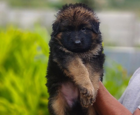 German Shepherd male puppy price in India