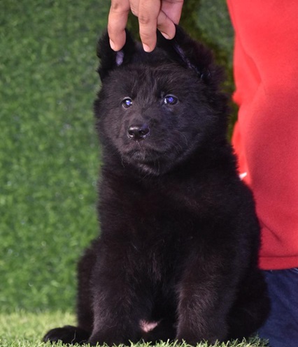 German Shepherd Puppies for Sale in india