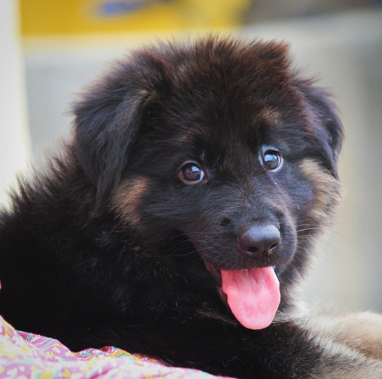 german shepherd price in kolkata