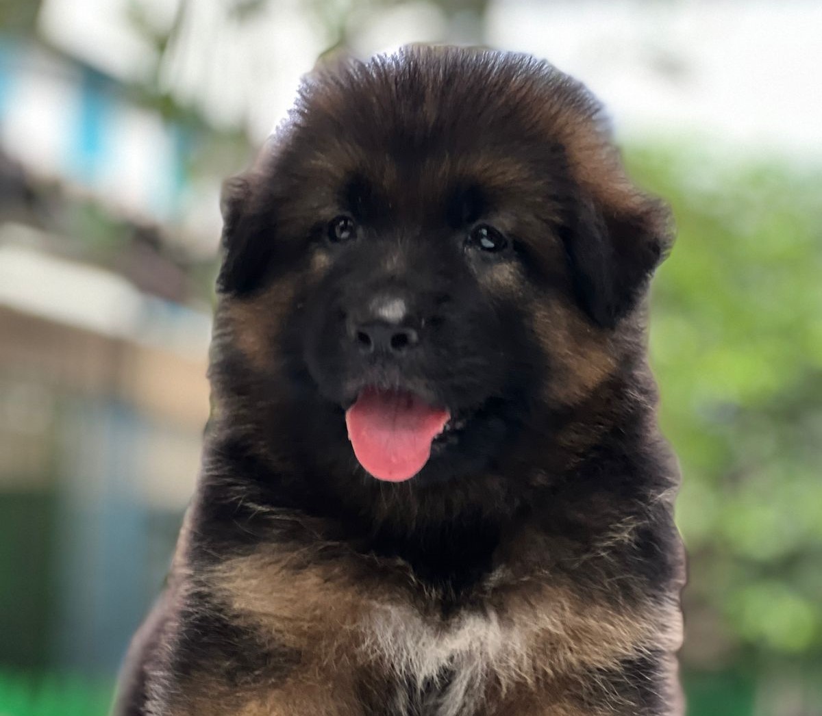 german shepherd dog price in kolkata