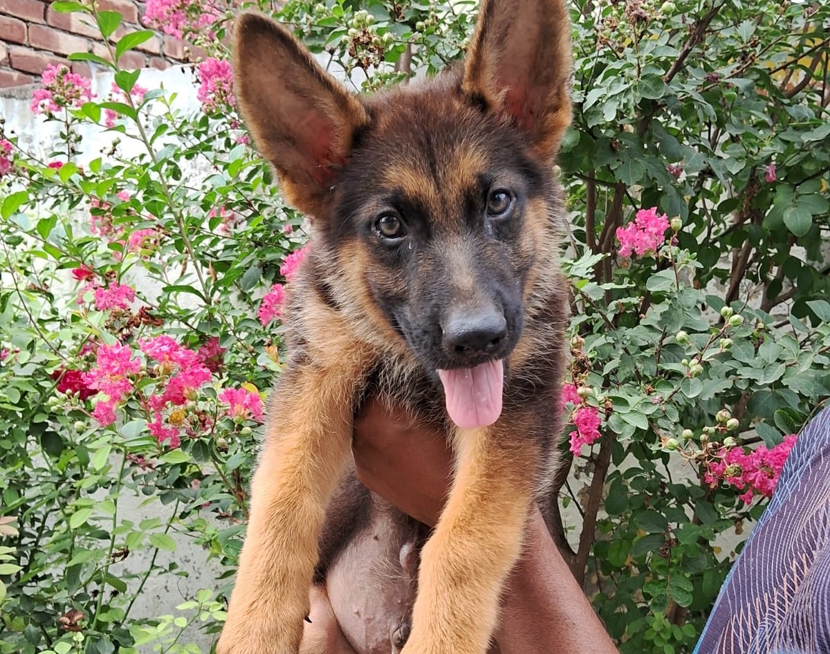 german shepherd dog for sale in kolkata