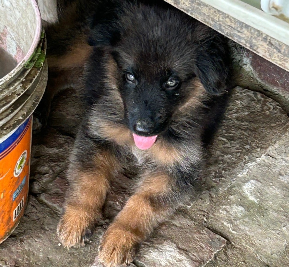 german shepherd dog breeder in kolkata