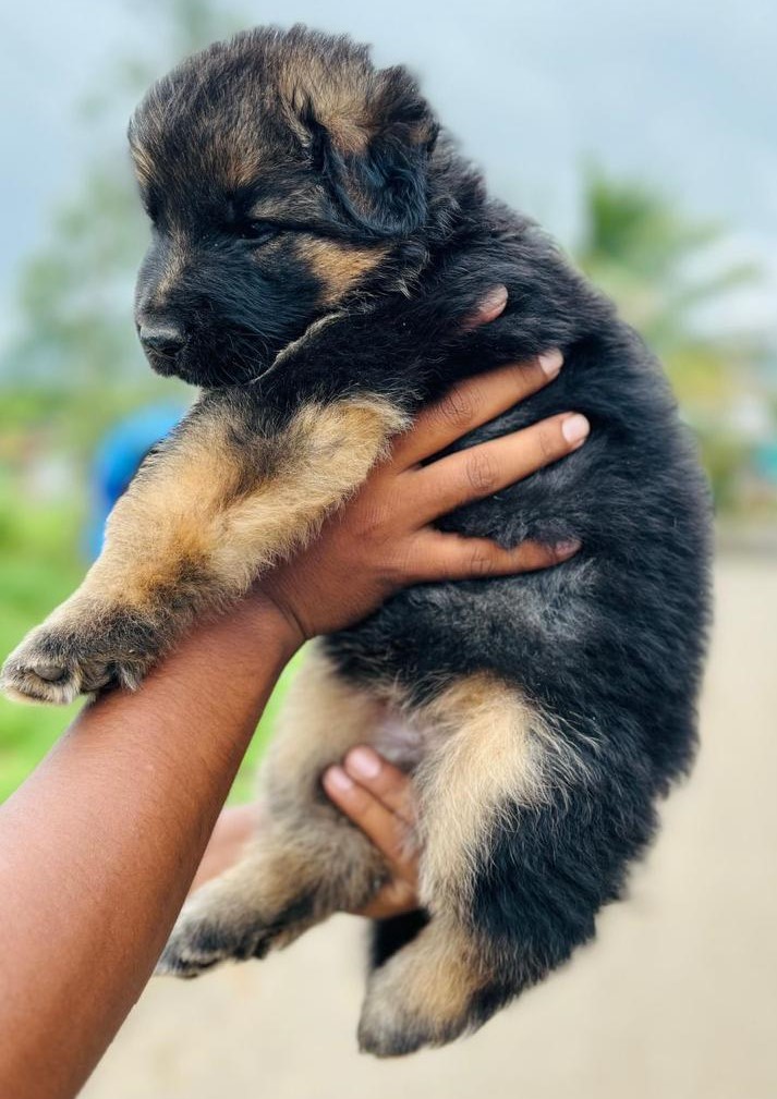 german shepherd price in pune.