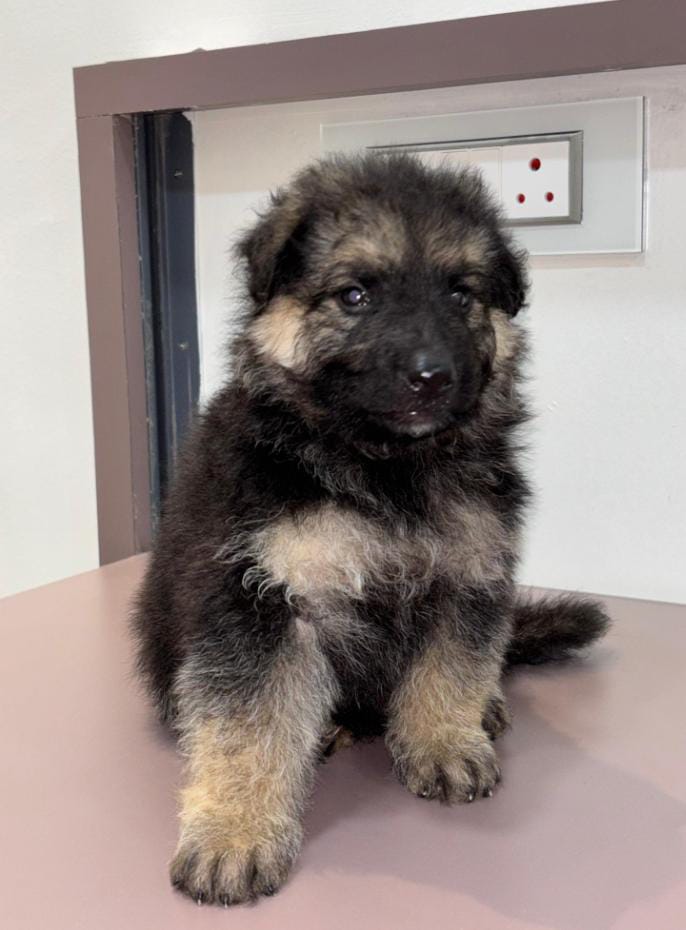 german shepherd puppy price in pune.