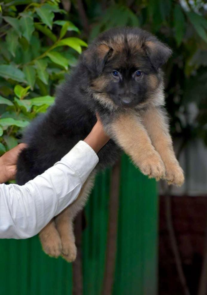 German Shepherd dog for sale in pune