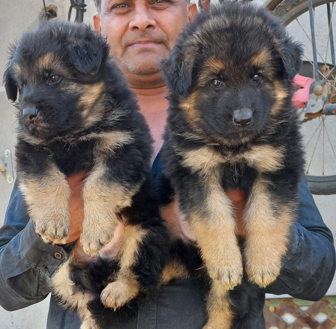 german shepherd dog breeder in pune