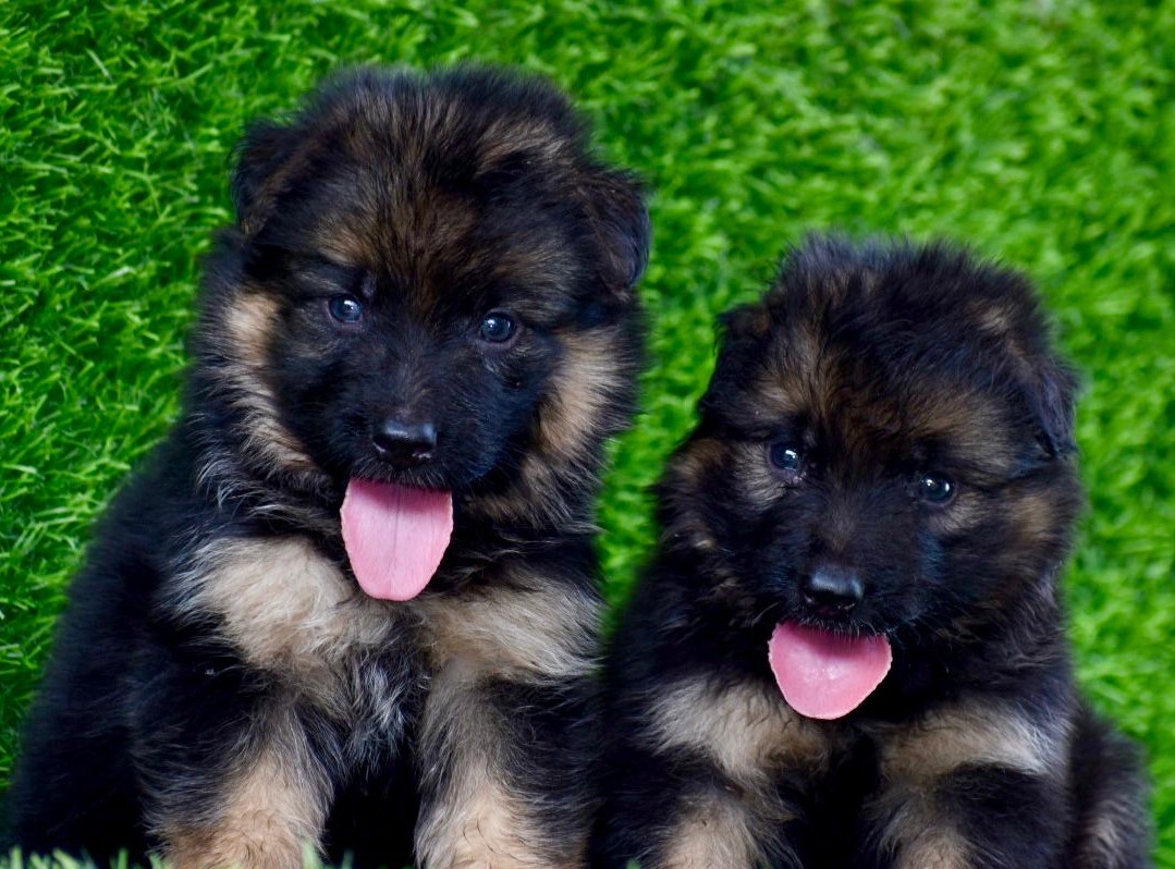 German Shepherd puppy price in india