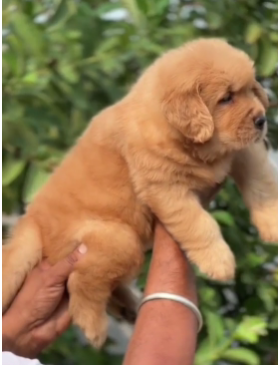 KCI Register Golden Retriever for Sale In Mumbai