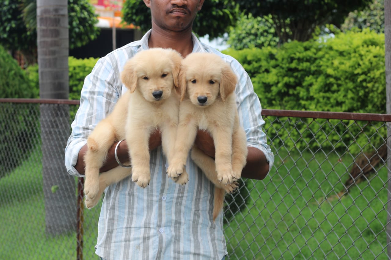 Golden retriever price in Ahmedabad