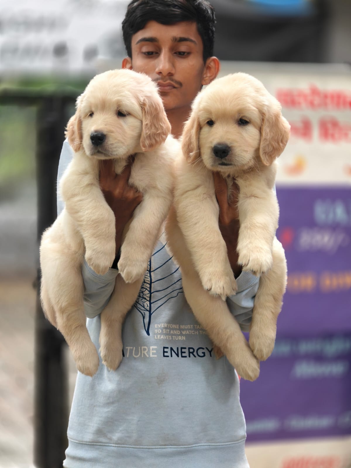 Golden retriever male puppy price in Ahmedabad