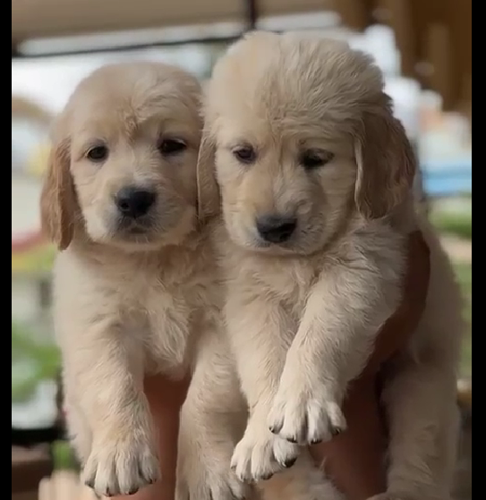 Golden retriever dog price in Ahmedabad