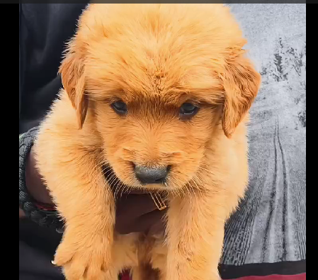 Golden retriever dog for sale in Ahmedabad