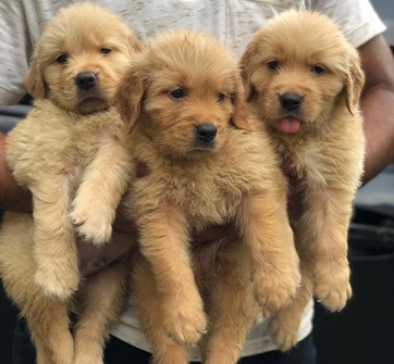 Golden Retriever price in Pune