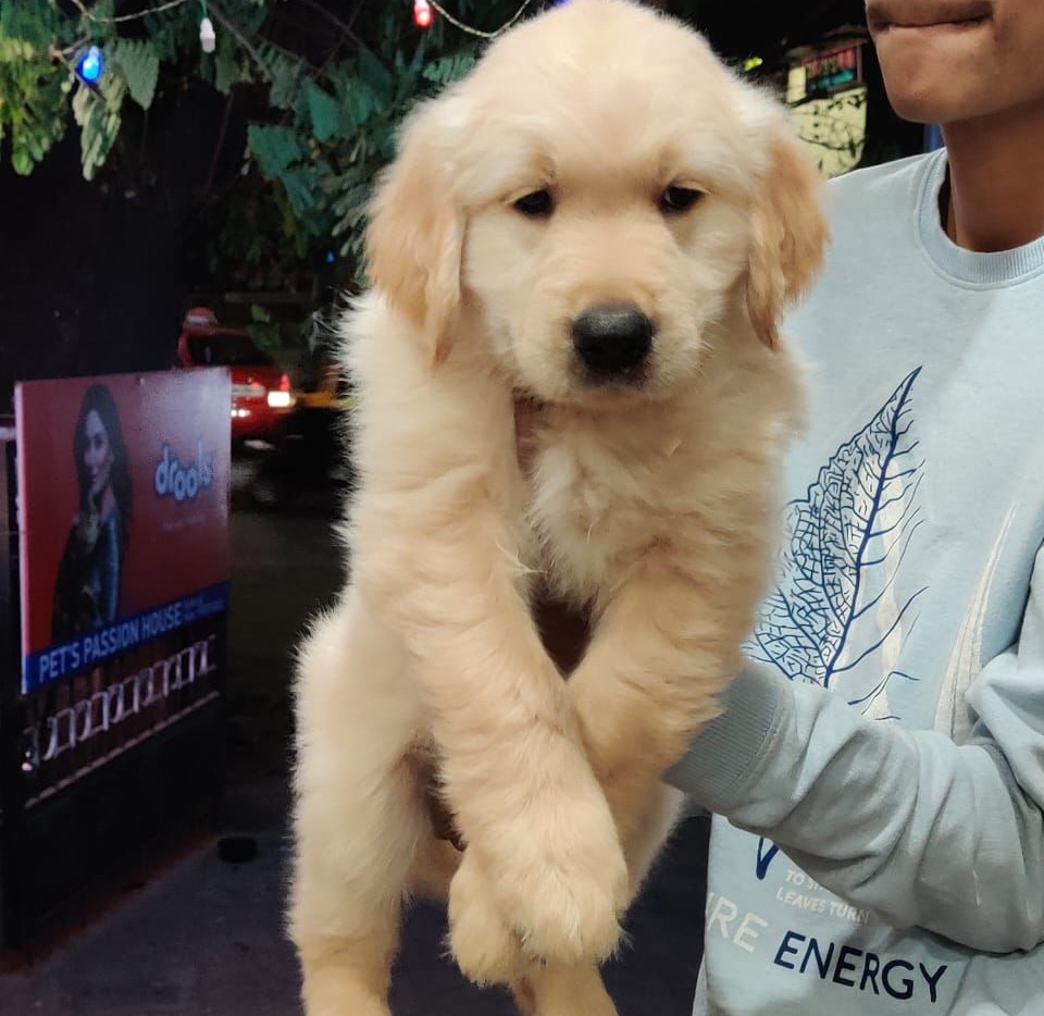 Golden Retriever Puppy price in Pune