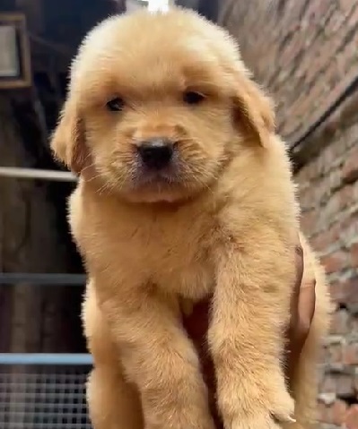 Golden Retriever dog price in Pune