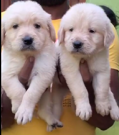 Golden Retriever dog for sale online in Pune