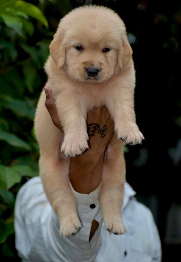 Golden Retriever dog breeder in Pune