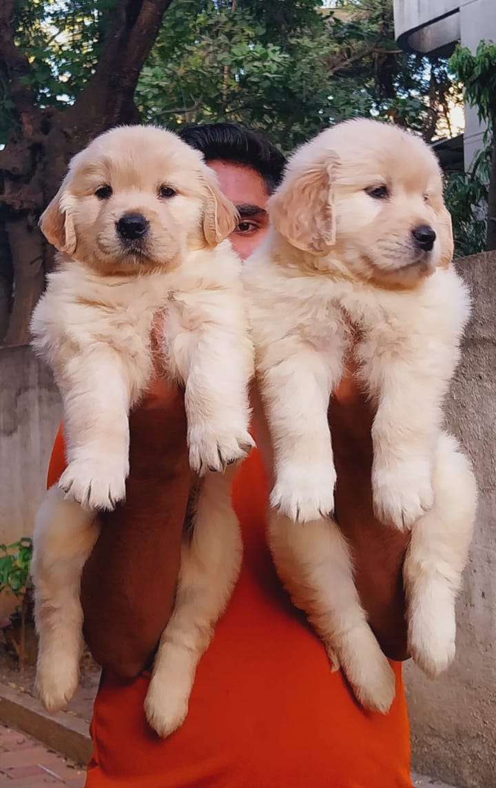 Golden Retriever male puppy price in Pune